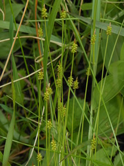 Carex jankowskii