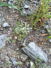 Trifolium microdon