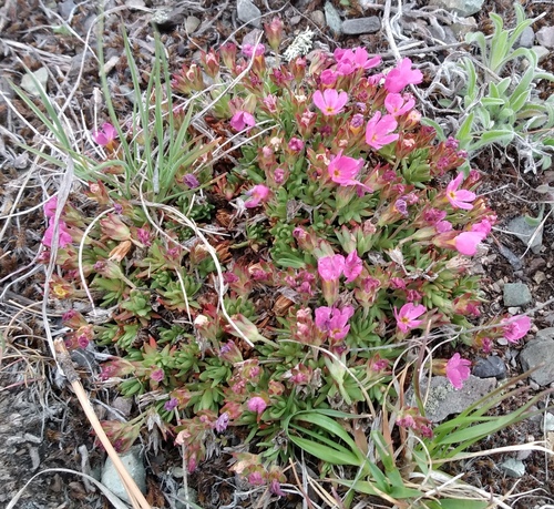 Androsace montana