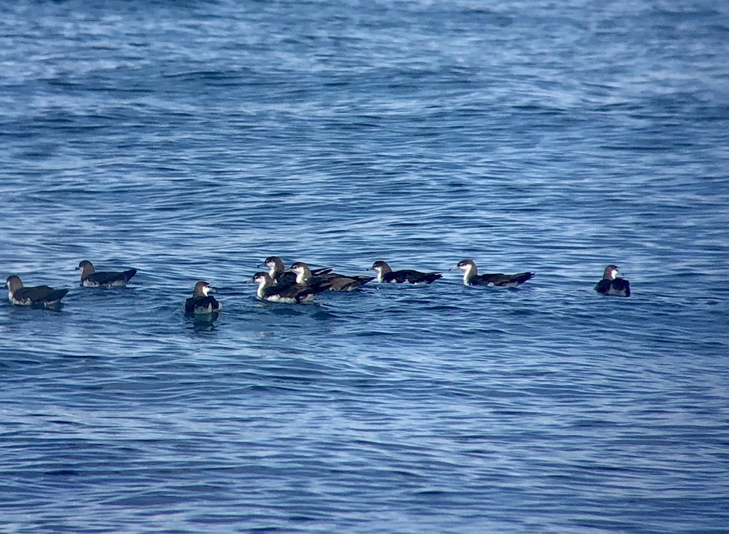 Group of Sargasso shearwaters resting together on the sea