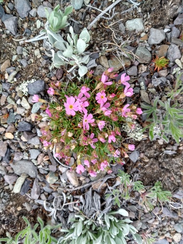 Androsace montana, photograph 1