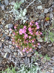 John Powers, CC BY, iNaturalist via GBIF Androsace montana, photograph John Powers, CC BY, iNaturalist via GBIF