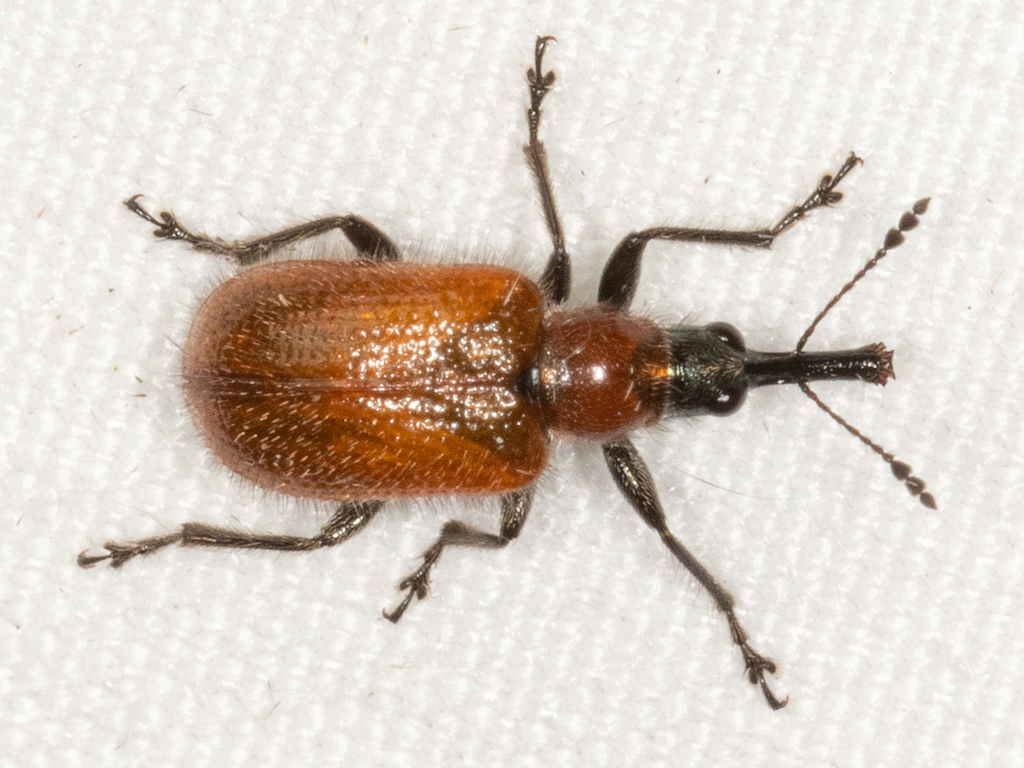 Stenorhynchites