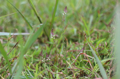 Salomonia ciliata iNat (1)