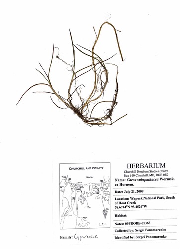 Carex subspathacea iNat (3)
