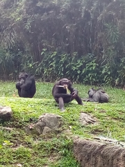 Gorilla gorilla