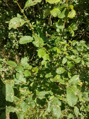vŕba ušatá (Salix aurita)