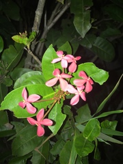 Ixora coccinea