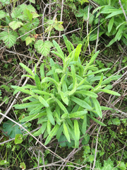 Pseudognaphalium ramosissimum