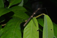 Exocnophila