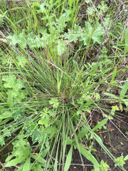 Nassella lepida