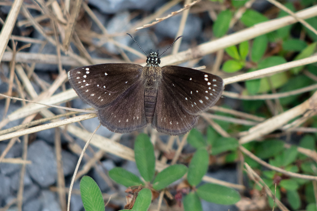 Pholisora