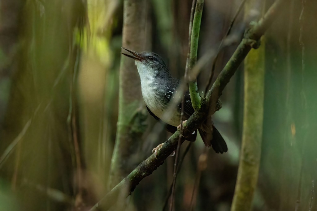 Silvered Antbird (Western)