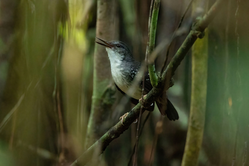Silvered Antbird (Western)