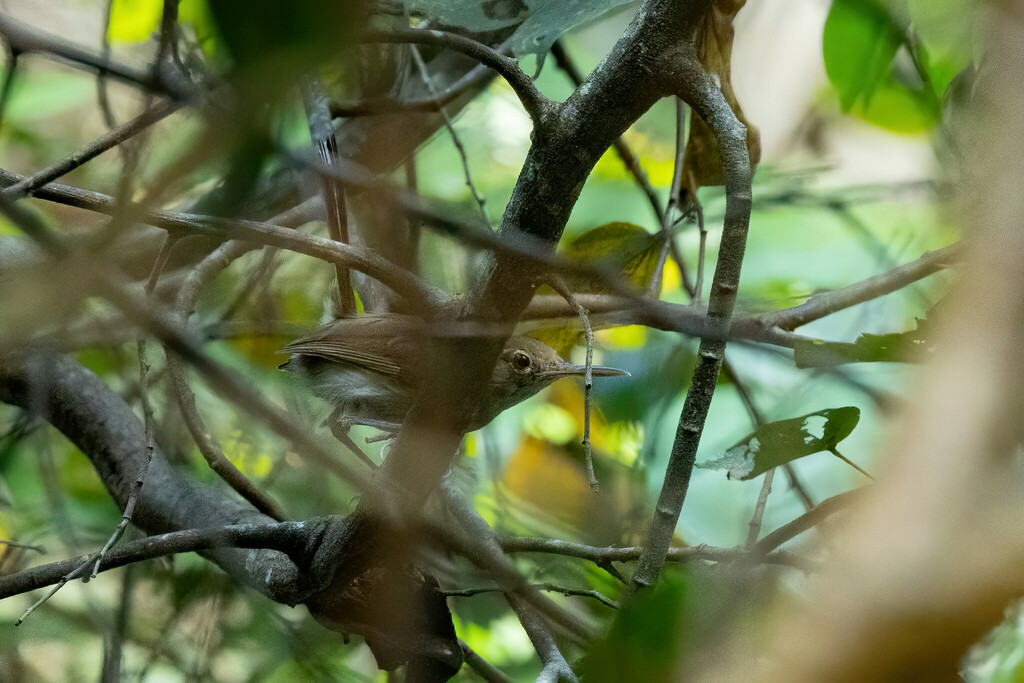 Long-billed Gnatwren