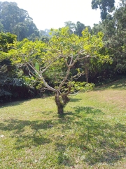 Firmiana malayana
