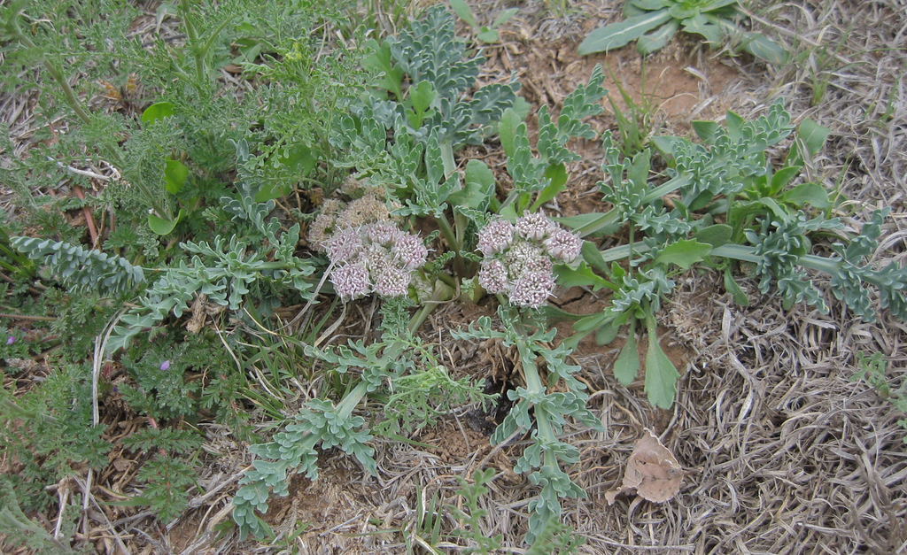 bulbous springparsley