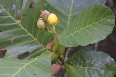 Magnoliopsida