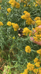 Bombus terricola image