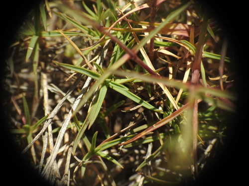 Image of Granite Pink (Dianthus graniticus) by (c) Yves Bas, some rights reserved (CC BY)