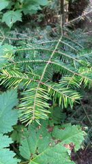 Abies balsamea image