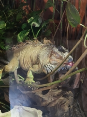 Iguana