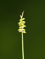 Carex jankowskii