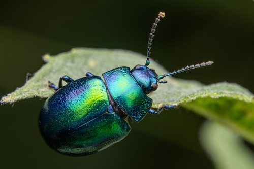 Mint beetle