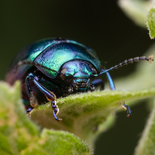 Mint beetle, photo 2 of 10