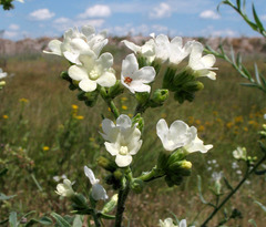 Anchusa ochroleuca