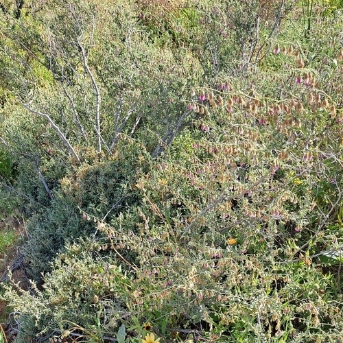 Image of Hermannia trifurca by (c) Noeleen du Toit, some rights reserved (CC BY-SA)