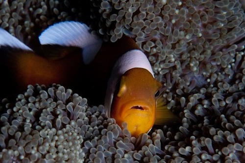 Amphiprion annamensis