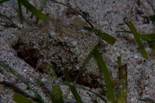 Calappa gallus