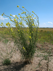 Erysimum siliculosum