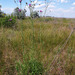 Centaurea scabiosa apiculata - Photo (c) Sergey Mayorov, some rights reserved (CC BY-NC), uploaded by Sergey Mayorov