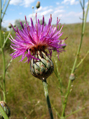 Centaurea scabiosa apiculata