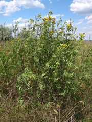Tanacetum vulgare