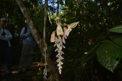 Mucuna urens