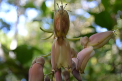 Mucuna urens