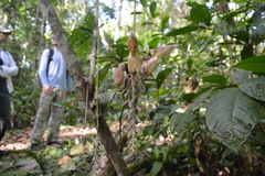 Mucuna urens