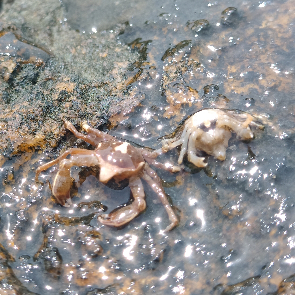 Epialtus brasiliensis
