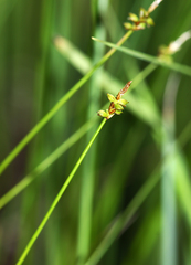 Carex jankowskii