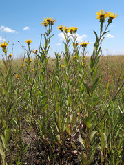 Pentanema sabuletorum