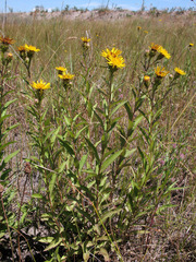Pentanema sabuletorum