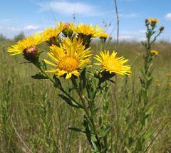 Pentanema sabuletorum