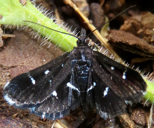 Black shawl moth photo 3