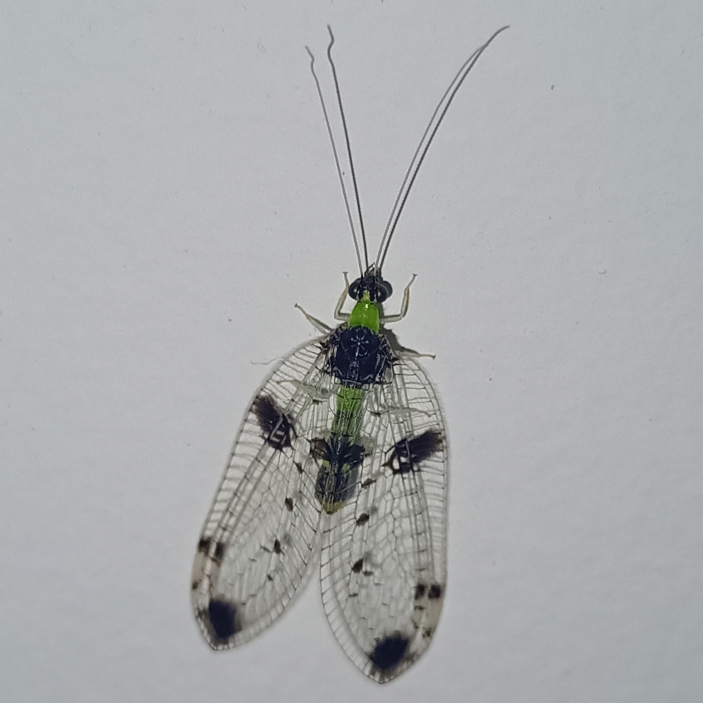 Vieira elegans