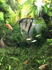 Pterophyllum scalare