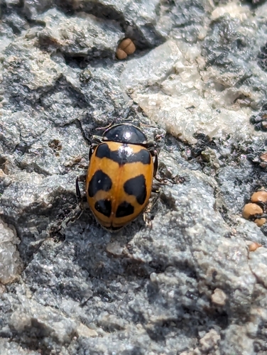 Oregon Lady Beetle photographed in Oregon