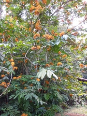 Saraca cauliflora